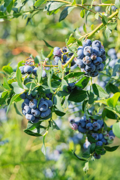 istock Blueberry farm in summer 2167373294
