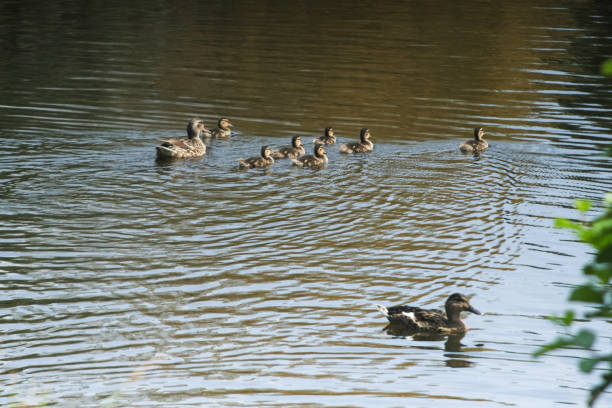 Mallard duck with ducklings on a pond in a park with another duck in the foreground