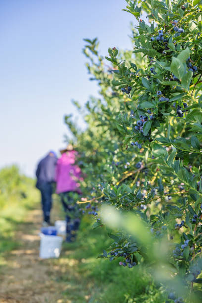 istock Blueberry farm in summer 2167373383