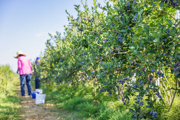 Blueberry farm in summer