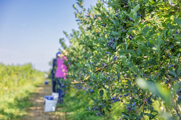 istock Blueberry farm in summer 2167373390
