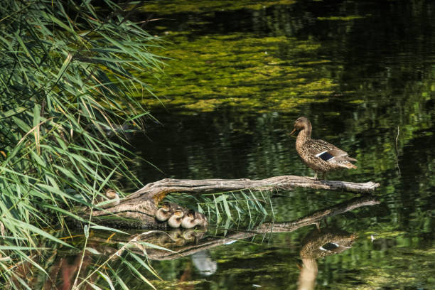 istock Mallard Duck with Ducklings on a Log 2167373397