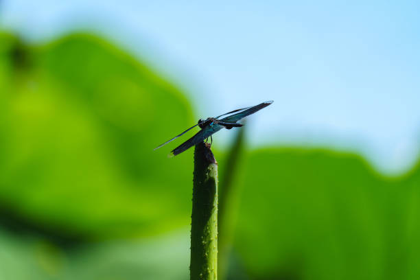 In summer, a dragonfly is resting on a lotus leafstalk under sunlight. In background, there are so many green lotus leaves.