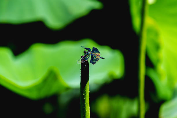 In summer, a dragonfly is resting on a lotus leafstalk under sunlight. In background, there are so many green lotus leaves.