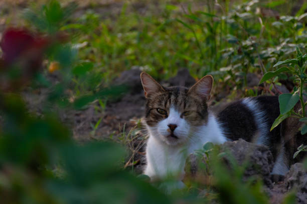 istock portrait of cat 2167374727