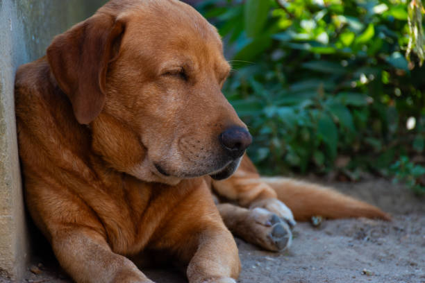 istock Portrait of dog 2167374755