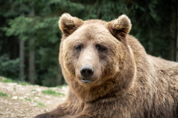 Close-up of a bear running, jumping over fallen trees.