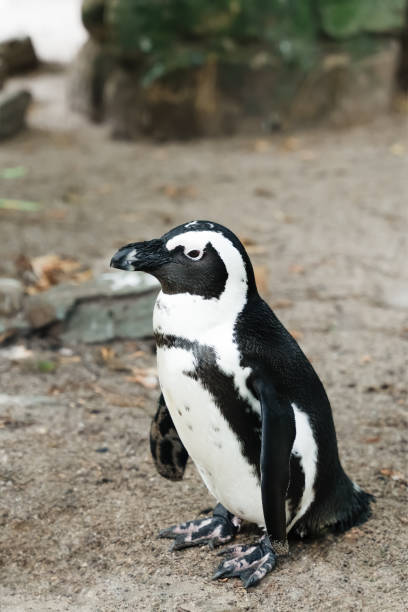 istock Cute African penguin on the coastline. 2167375719