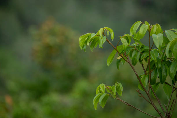 A view of the leaves in a tropical forest that soothes the eyes
