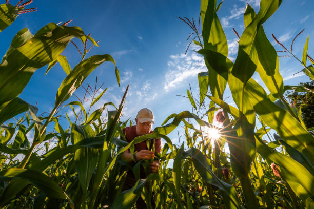 istock Farm worker checking corn crop at golden hour 2167376999