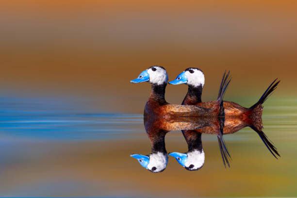 istock Swimming duck. White headed duck. Colorful nature background. 2167377018