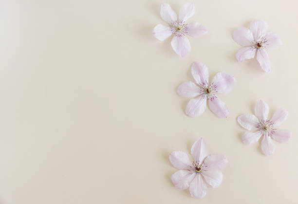 istock Pink clemantis flowers frame top view on beige background with copy space . 2167377022