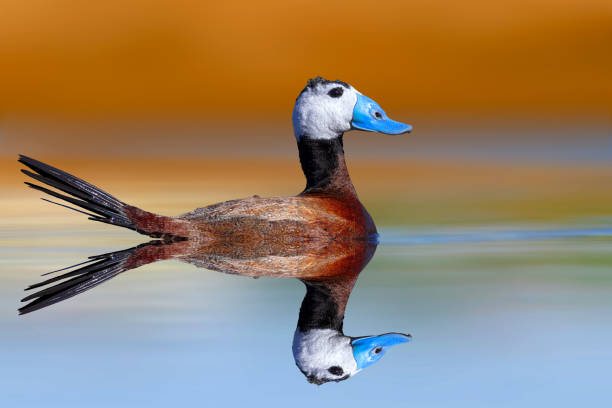 istock Swimming duck. White headed duck. Colorful nature background. 2167377049