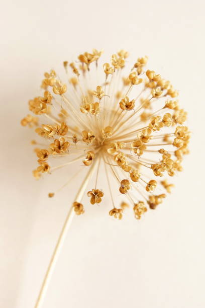 Dry flower allium on beige  background . Floral card. Minimal Botanical poster