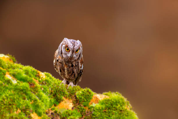 istock Owl. Eurasian Scops Owl. (Otus scops). Green nature background. 2167377172