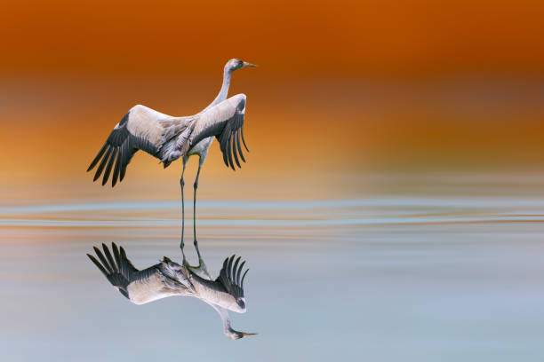 A crane preparing to fly. Colorful nature background. Common Crane. Grus grus.
