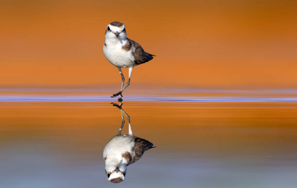istock Cute water bird. Colorful nature background. 2167377345