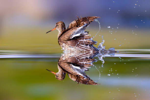 Water bird. Colorful nature background.