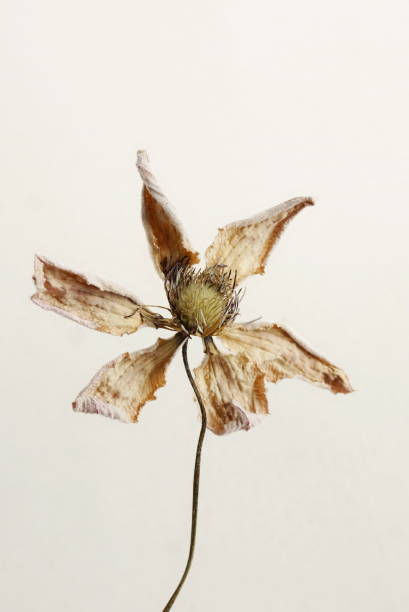 istock Dried clemantis flower close up on beige background 2167377435