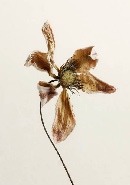 istock Dried clemantis flower close up on beige background 2167377437