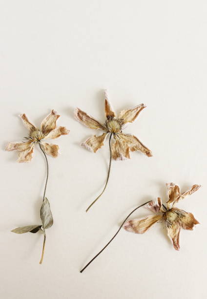 istock Dried clemantis flowers close up on beige background 2167377438
