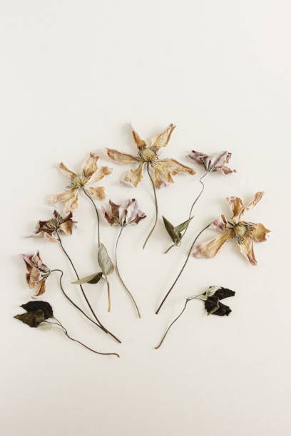 istock Dried clemantis flowers close up on beige background 2167377445