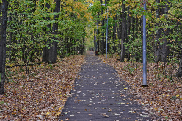 a path in the woods with yellow dry leaves on the ground