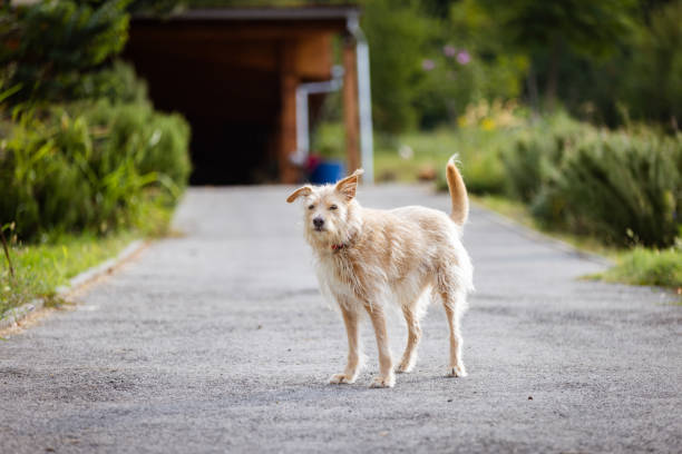 Dog playing in nature.