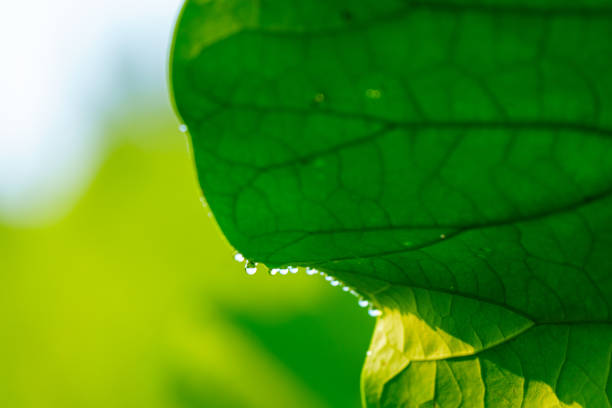 In the morning, there are many crystal-like dew on green lotus leaf in sunlight. Because of the sunbeam, the picture shows the contrast of light and shade, which adds extra beauty of nature.