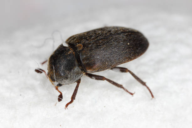 istock Leather beetle (Dermestes sibiricus). Skin beetle. A common pest in homes. View from side. 2167379602