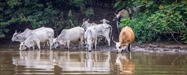 Cows drinking water in de river of Cano Negro Wildlife Refuge in Costa Rica central America