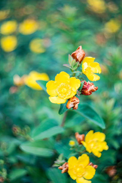 Yellow ranunculus or buttercups, spearworts and water crowfoots.in the summer time garden