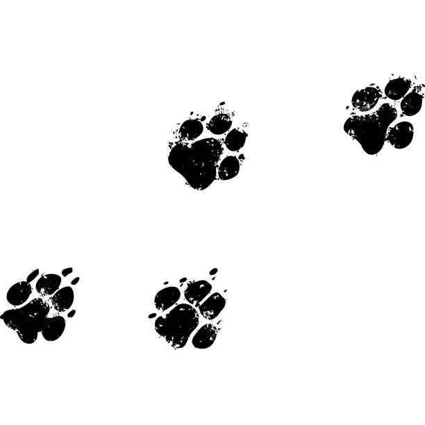 ilustraciones, imágenes clip art, dibujos animados e iconos de stock de perro de impresiones - huella de pata