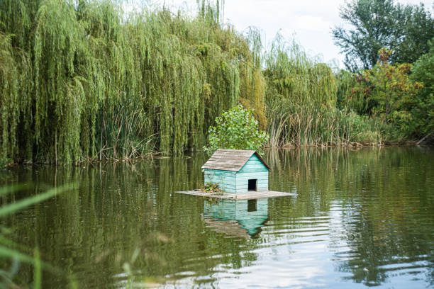 Pond with animals in the park in the summer