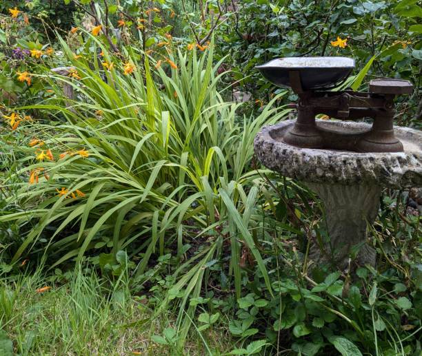 istock Scales in a cottage garden 2167381849