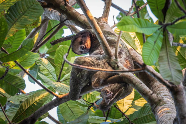 istock Sleeping Sloth in Costa Rica 2167381949