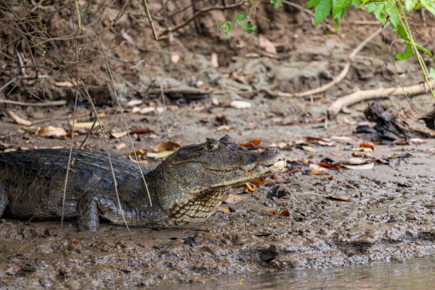 istock Caiman in Costa Rica 2167381981