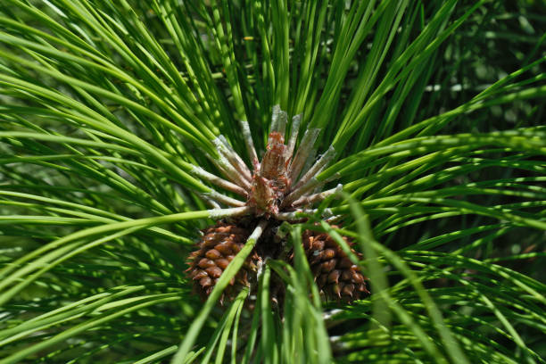 istock Pine tree with cones, close-up. Nature background. 2167382222