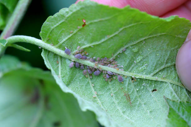 istock Rosy apple aphid (Dysaphis plantaginea) on the underside of a curled apple leaf. 2167383734