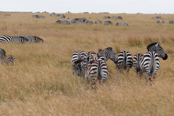 Photo of a group of zebras at the Maasai Mara National Reserve in Kenya.