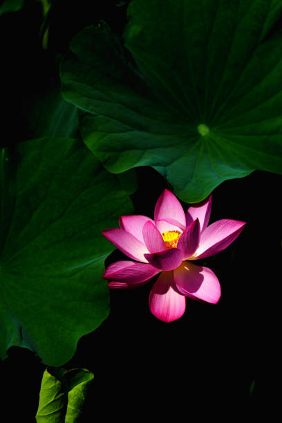 istock Chinese beauty: Pink lotus in sunlight with green leaf 2167390063