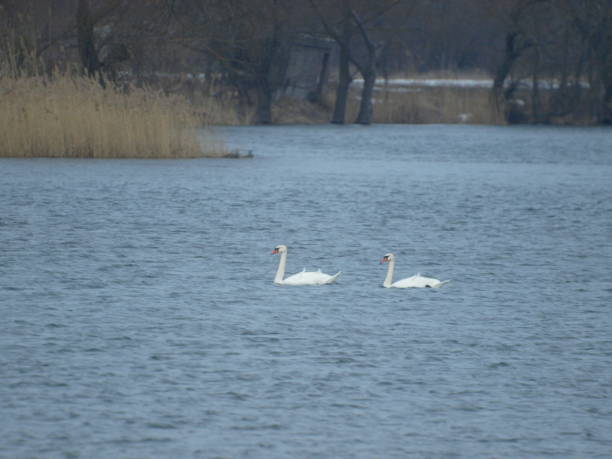 istock Swans swim on the river in winter 2167391156