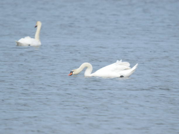 istock Swans swim on the river in winter 2167391158