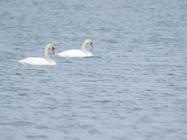 istock Swans swim on the river in winter 2167391172