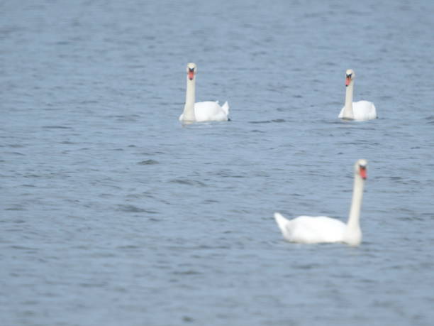istock Swans swim on the river in winter 2167391181