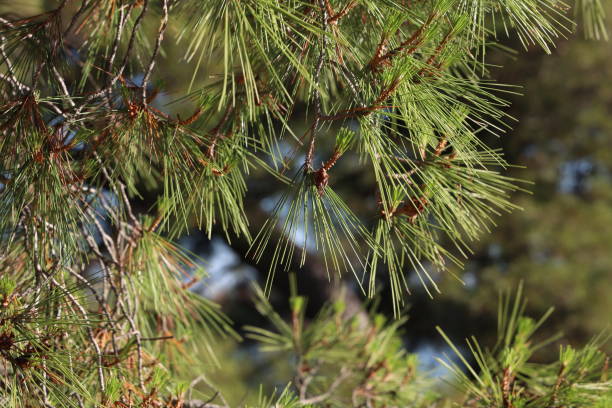istock A branch of pine with cones on a green background 2167394017