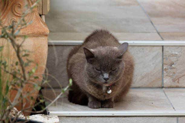Domestic cat sits on the steps and sleeps.