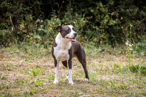 Beautiful mixed-breed dog is standing on the grass.
