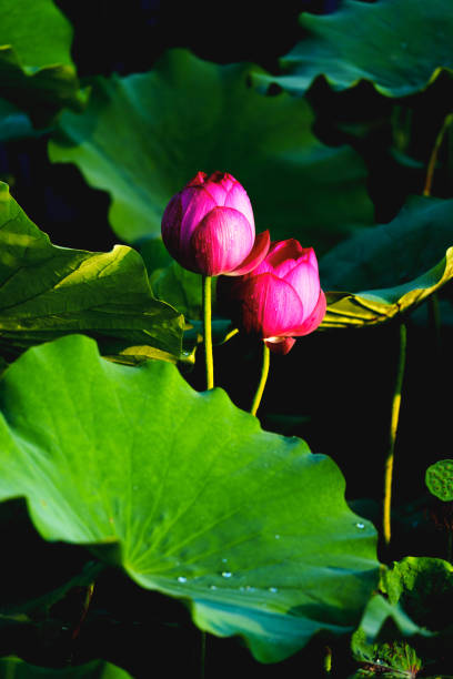 istock Chinese beauty: Red lotus bud in sunlight with green leaf 2167397311