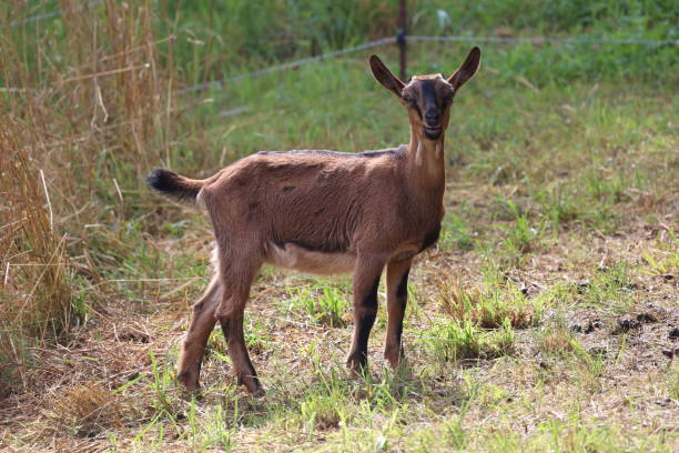 istock Small goat stands in a rural meadow 2167397329